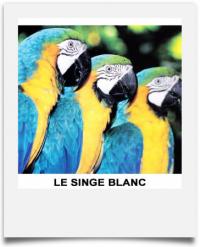 Le Singe Blanc